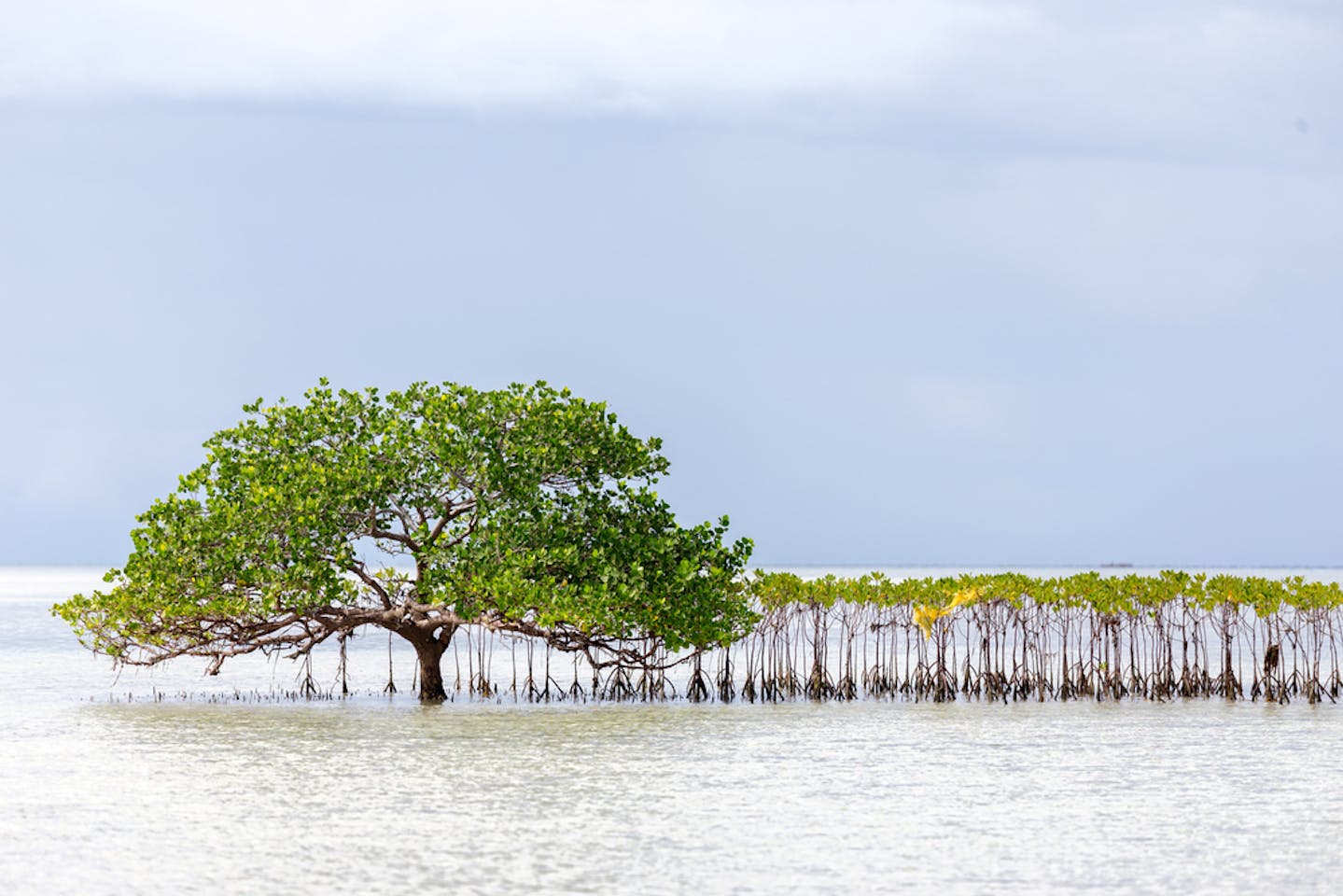 Mangroves face struggle to survive in rising seas | News | Eco-Business ...