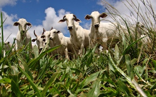 cattle farm sao paulo