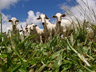 cattle farm sao paulo