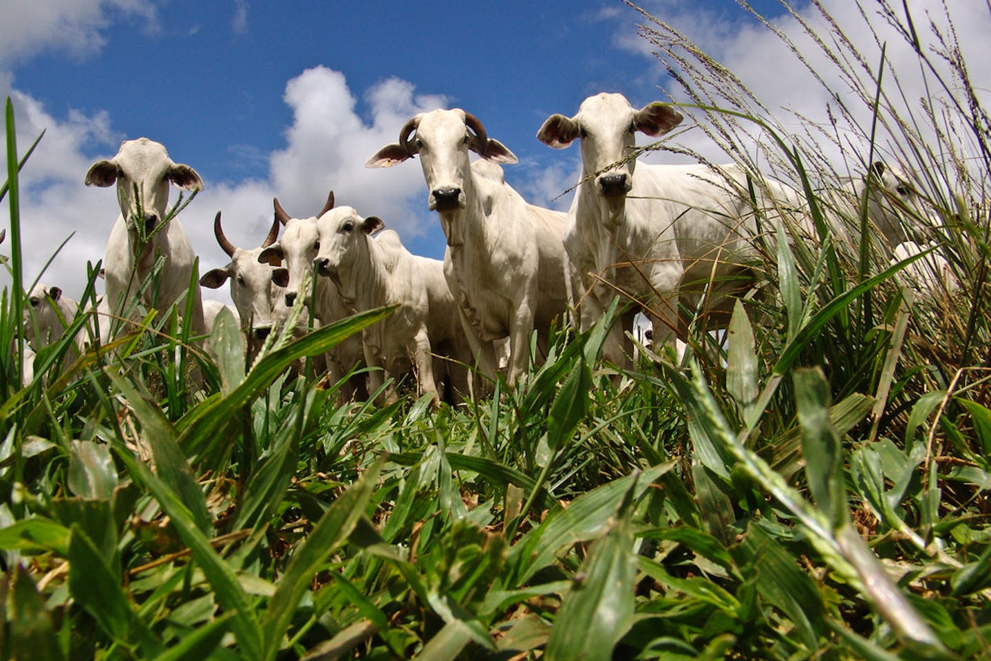 cattle farm sao paulo