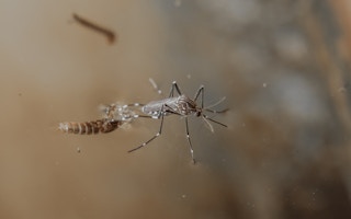 aedes egypti mosquito