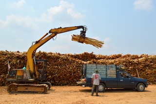 logging deforestation