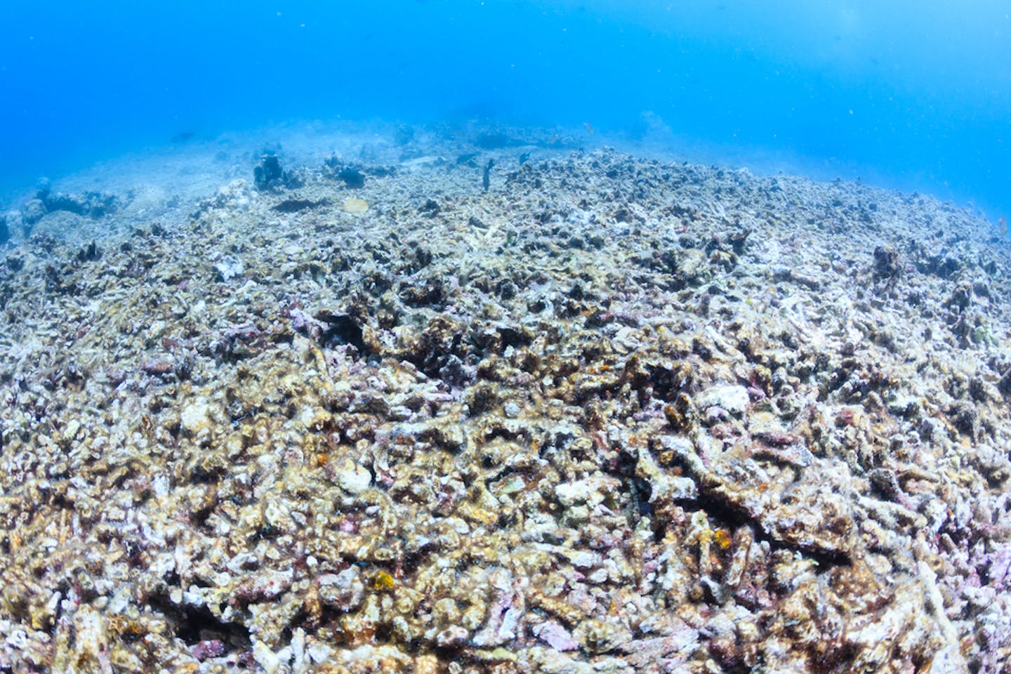 dead corals