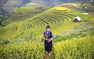 rice terraces vietnam