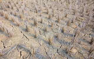 drought rice field asia