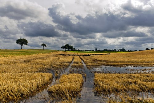 flooded corn field