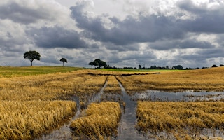 flooded corn field