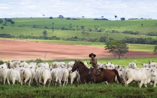 brazil cattle