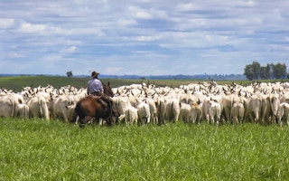cattle farming brazil