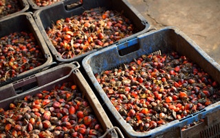 plam oil fruit bunches in crates