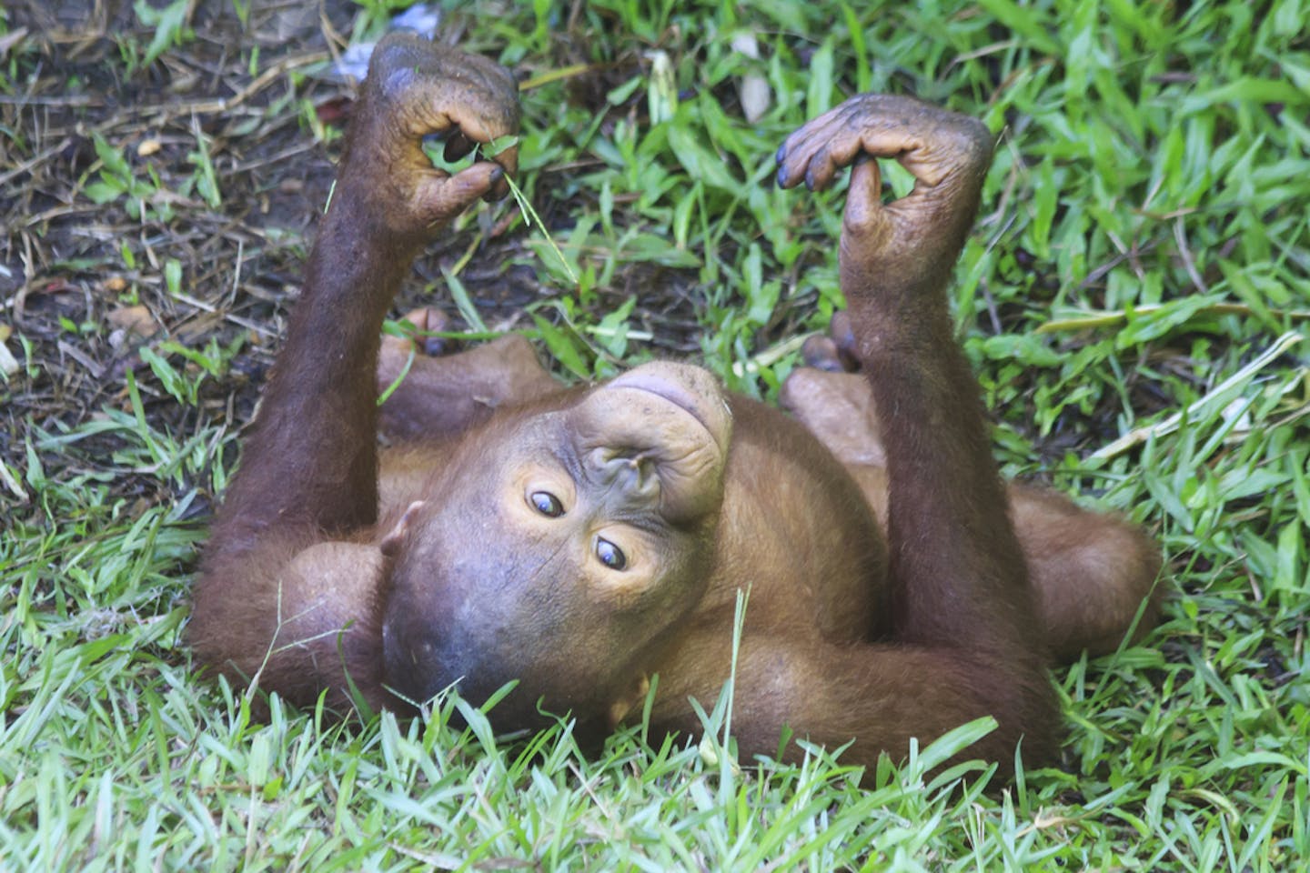 orangutan borneo