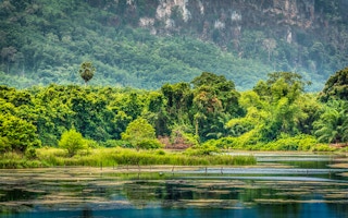 tropical rainforest thailand