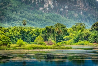 tropical rainforest thailand