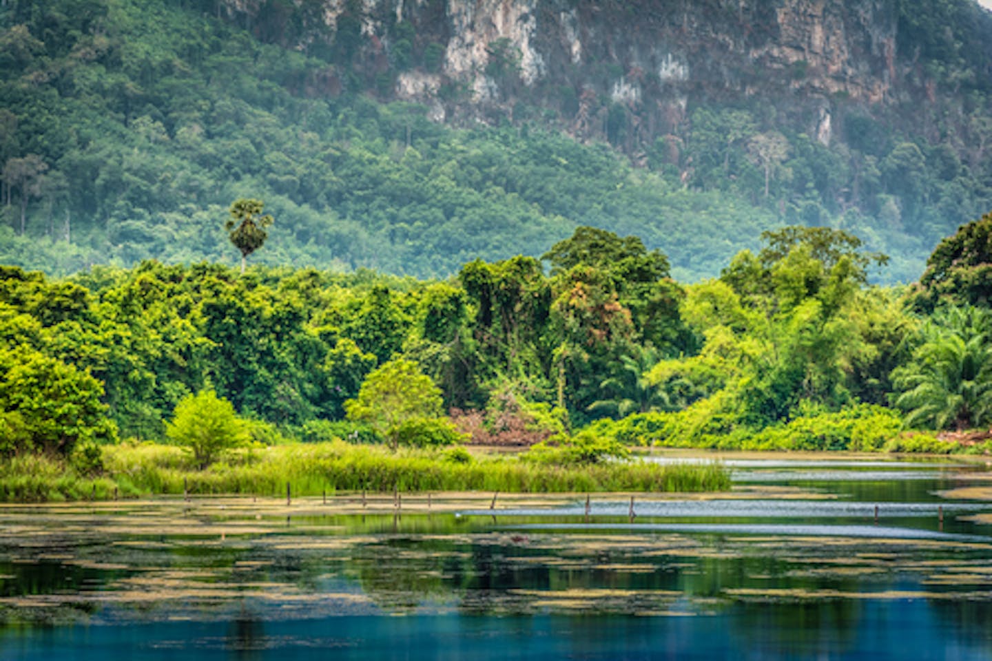 tropical rainforest thailand