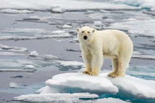 polar arctic melting ice