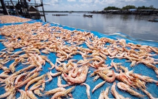 Shrimp farming industry