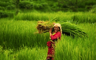 nepal rice farming