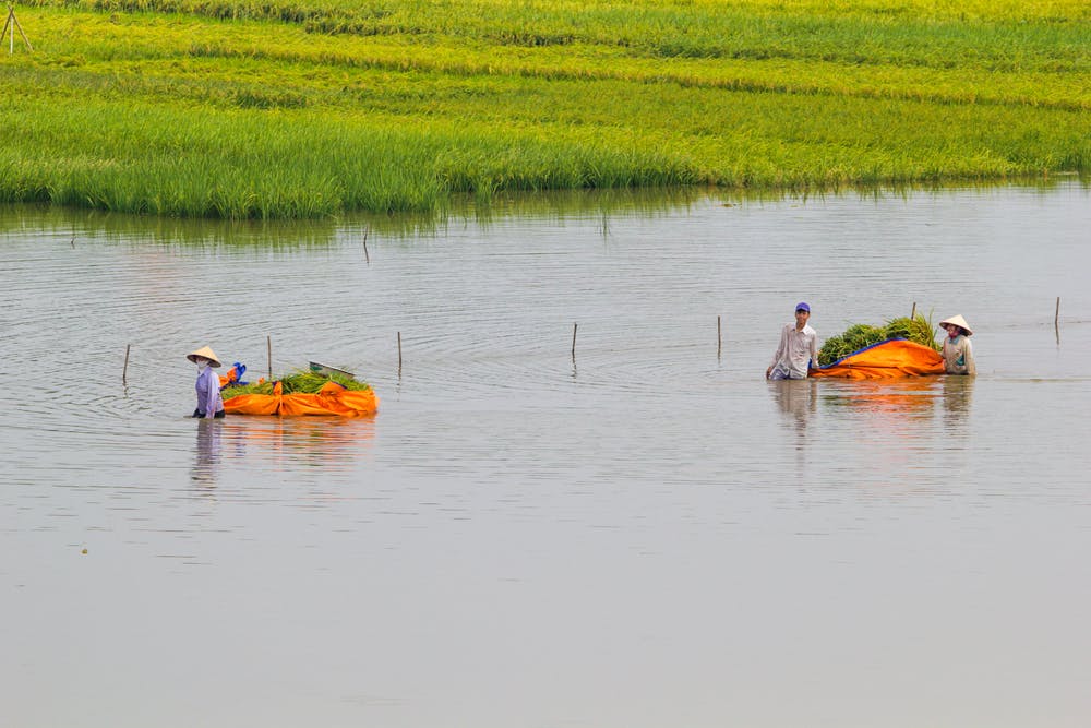 flooded ricefield