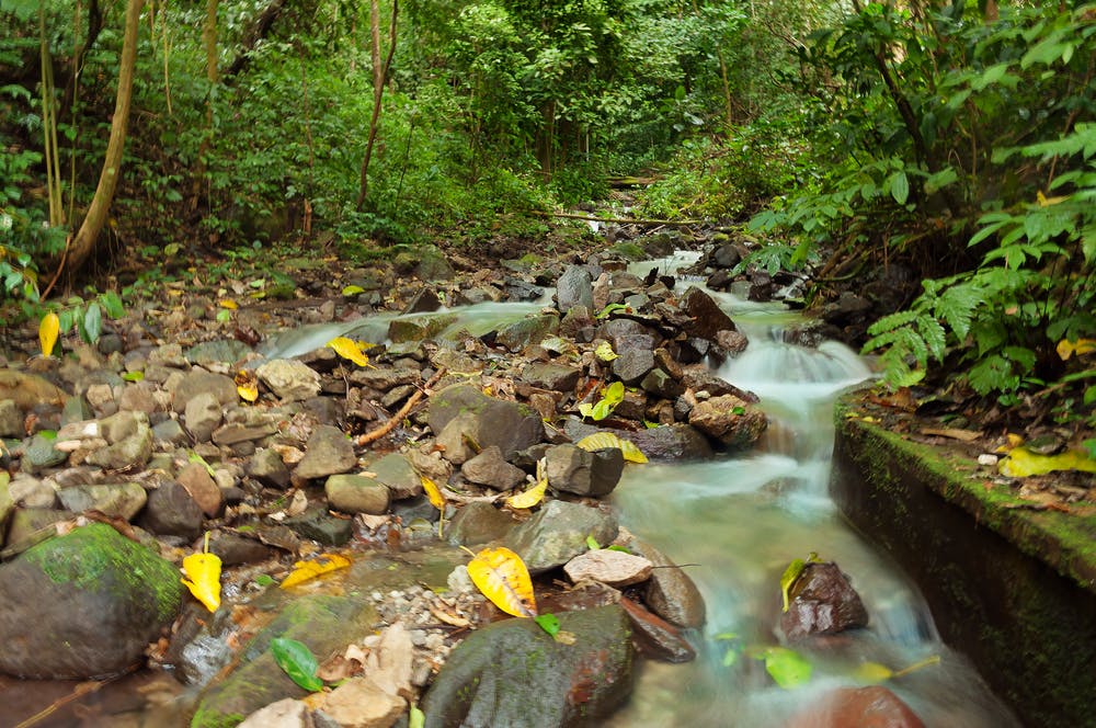west sumatra forests