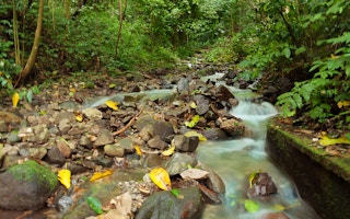 west sumatra forests