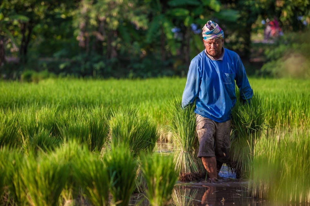 farmer in myanmar