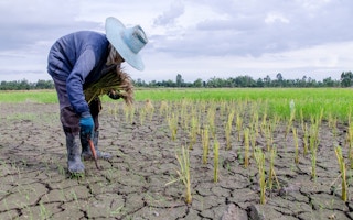 A farmer inspects his crops in a drought-stricken farm land.