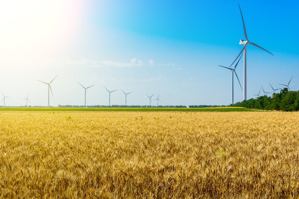 Wind turbines generate clean energy in a wheat field.