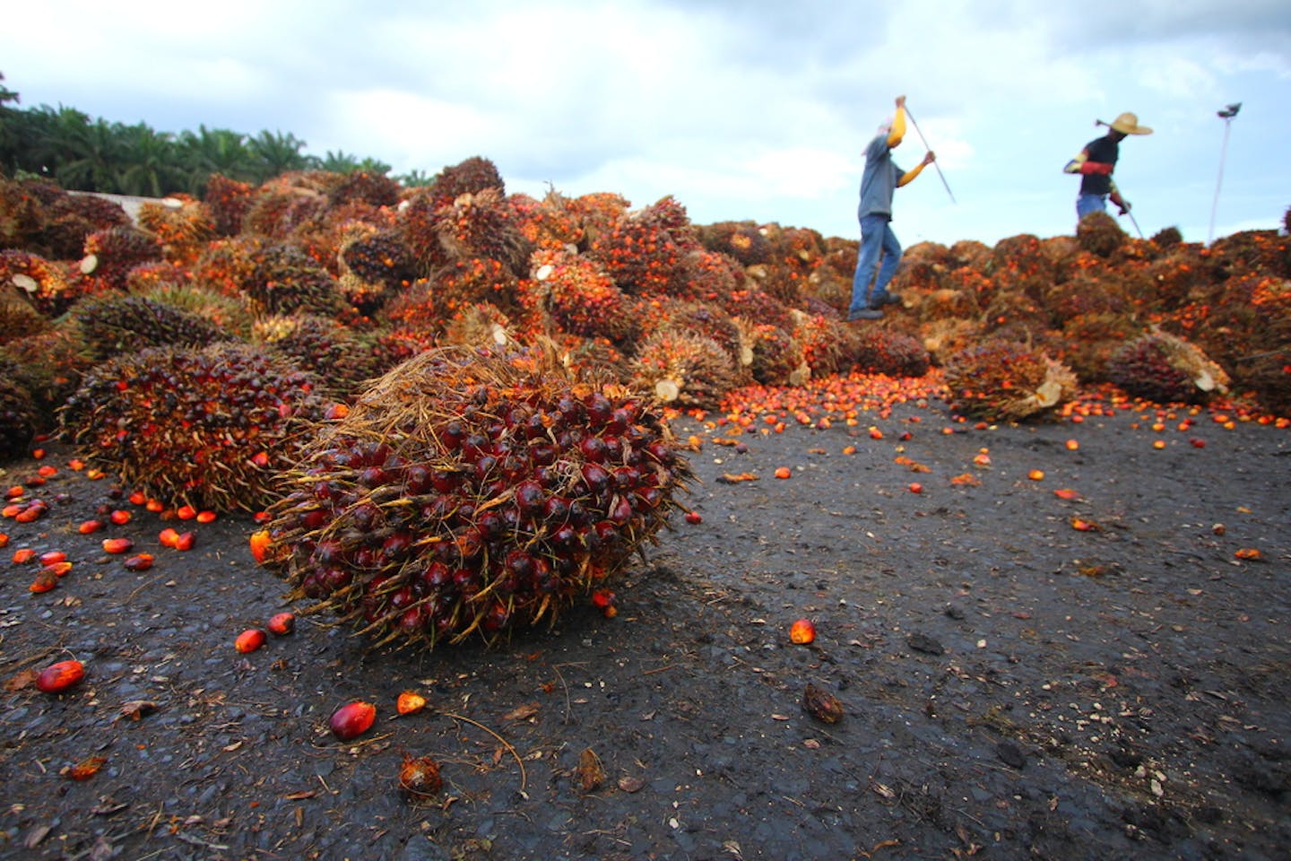 workers with palm fruit