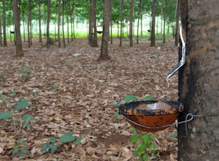 rubber plantation cambodia