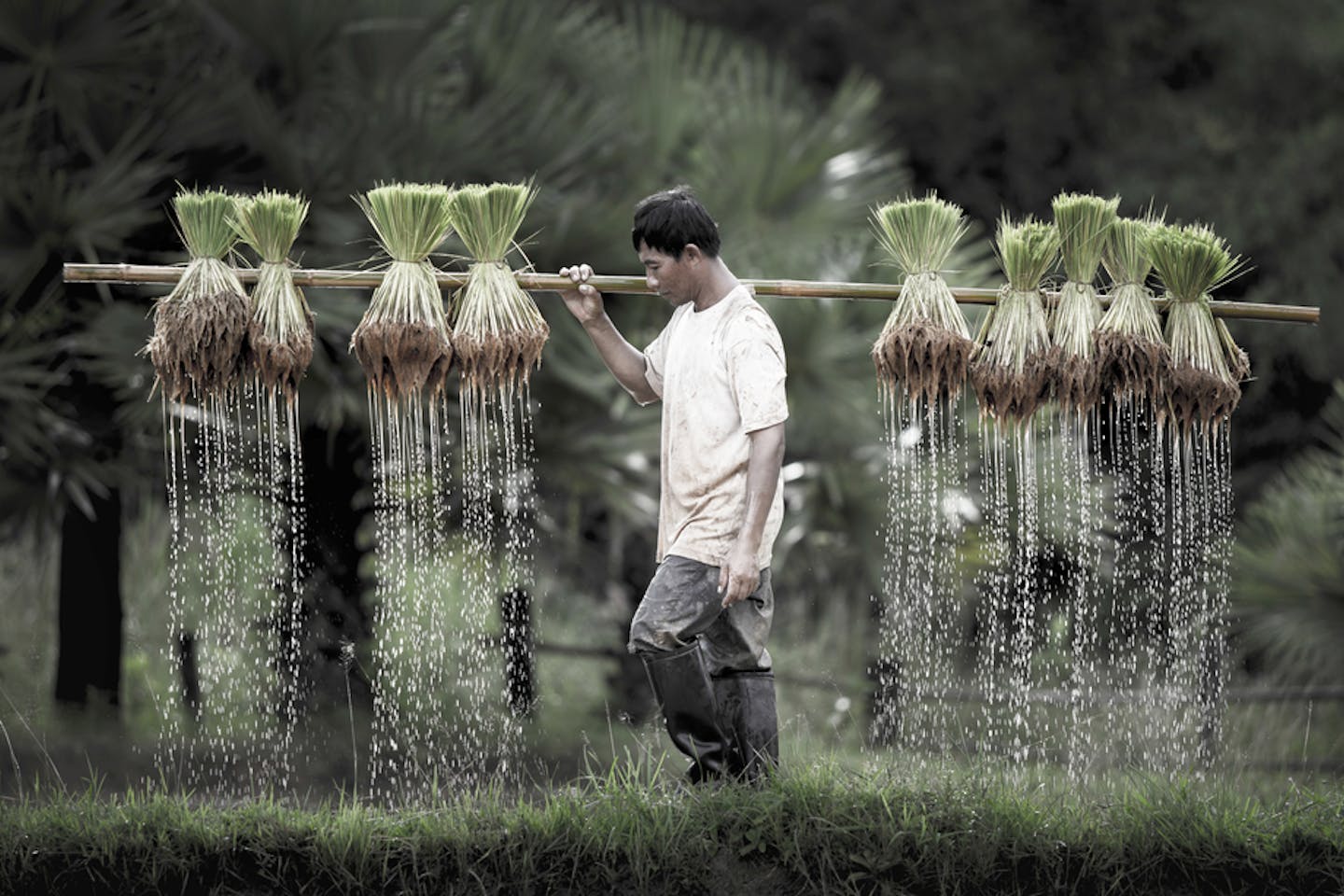 agri climate rice