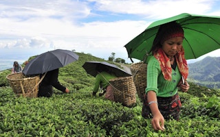 india monsoon tea plantation