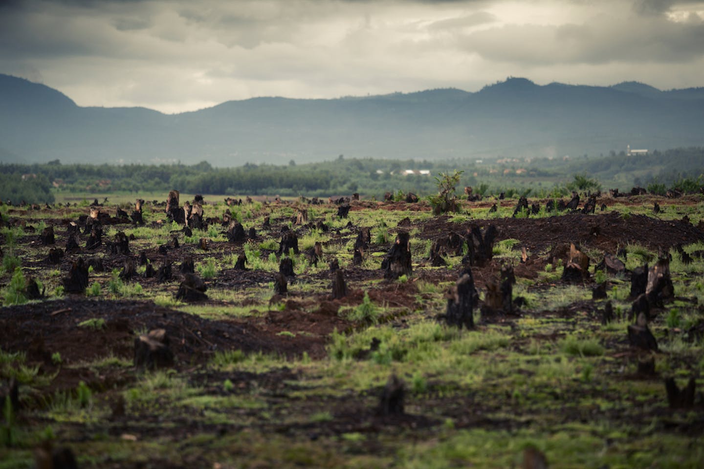 madacascar deforested