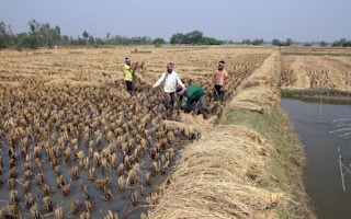 rice harvest bengal