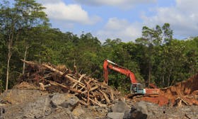 Despite COP26 forest vow, one third of commodity firms have no plans to halt deforestation