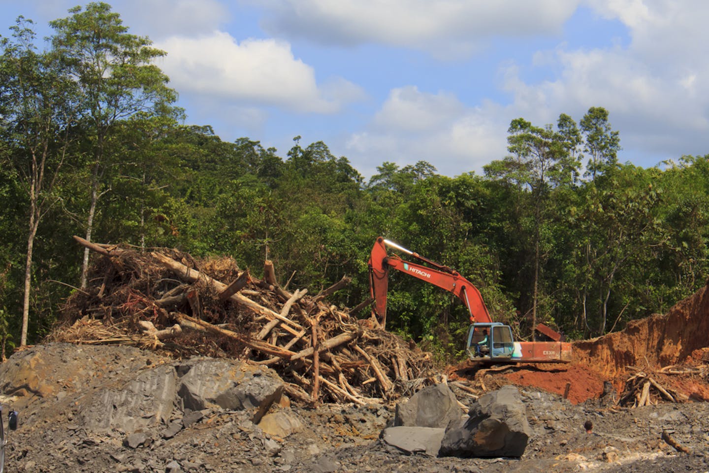 kuching deforestation