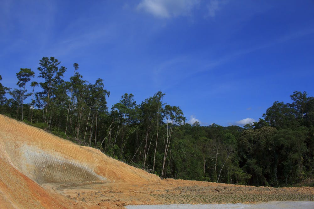 deforestation malaysia