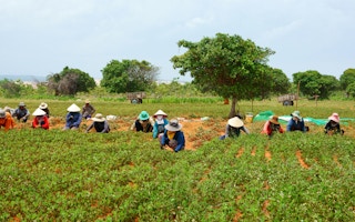 vietnam farmers peanut
