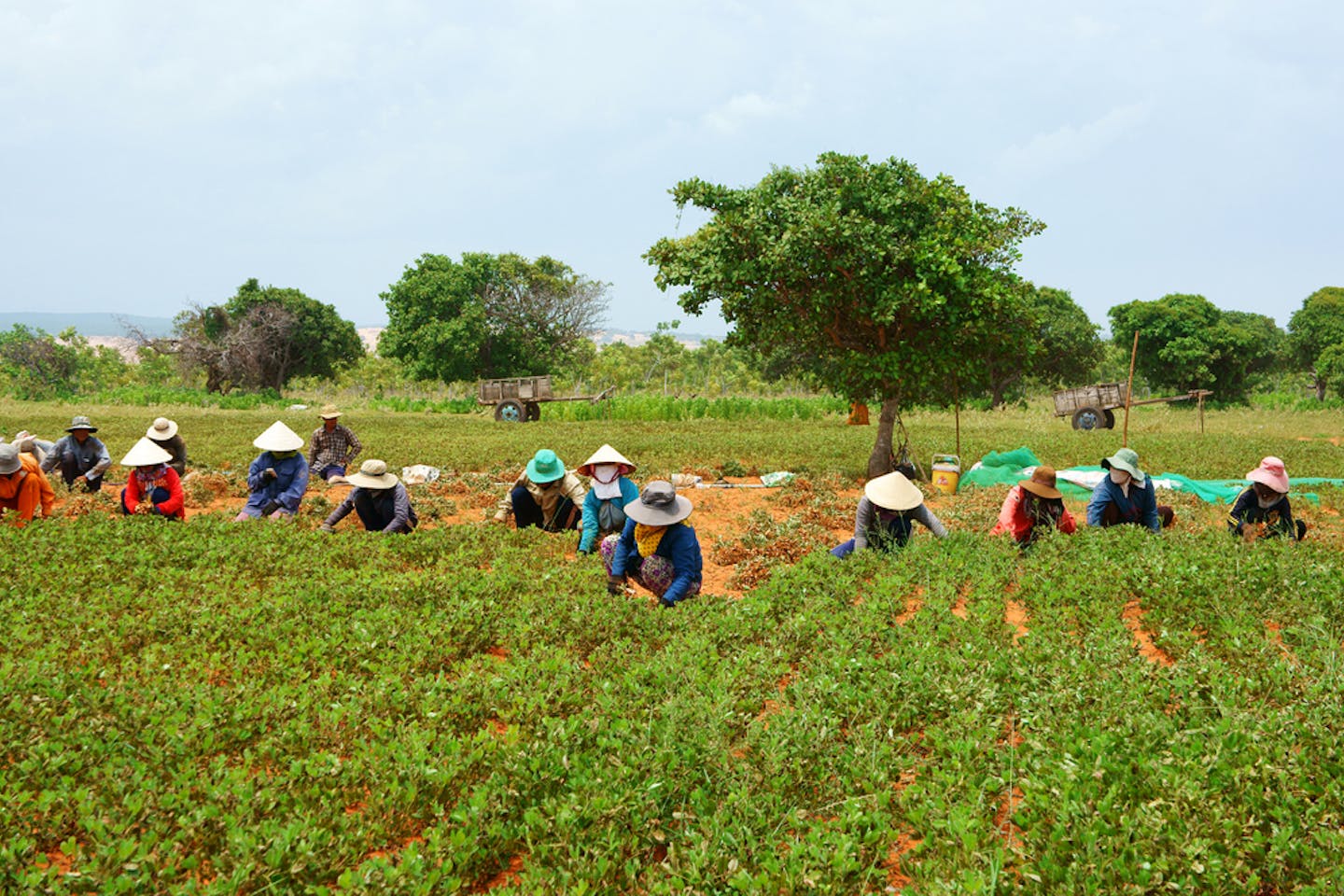vietnam farmers peanut