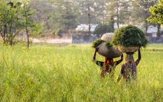 women carry hay back home