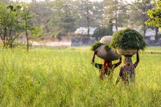women carry hay back home