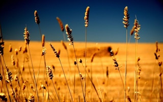 aus oats barley