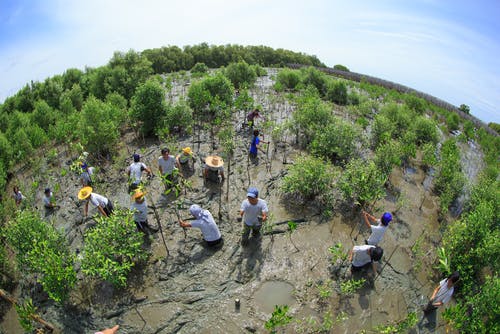 mangrove planting thailand
