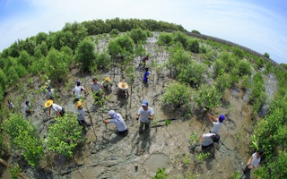 mangrove planting thailand