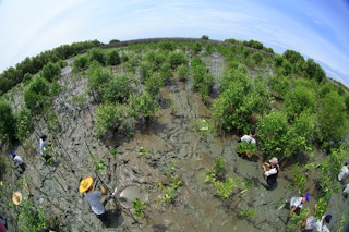 thailand mangrove planting