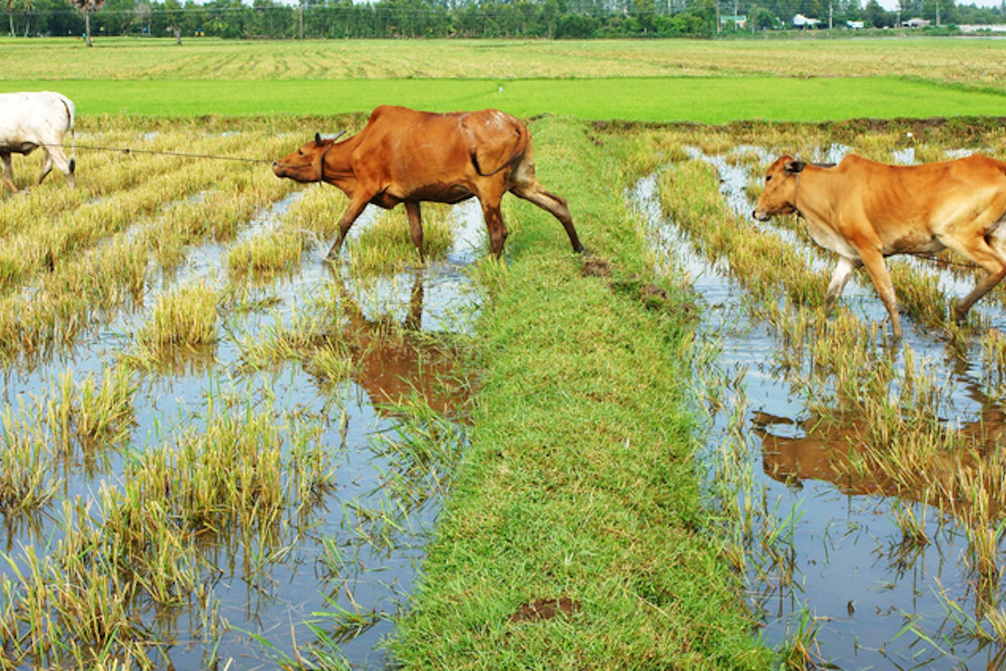 mekong rice agriculture
