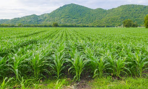 corn field agri