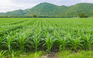 corn field agri