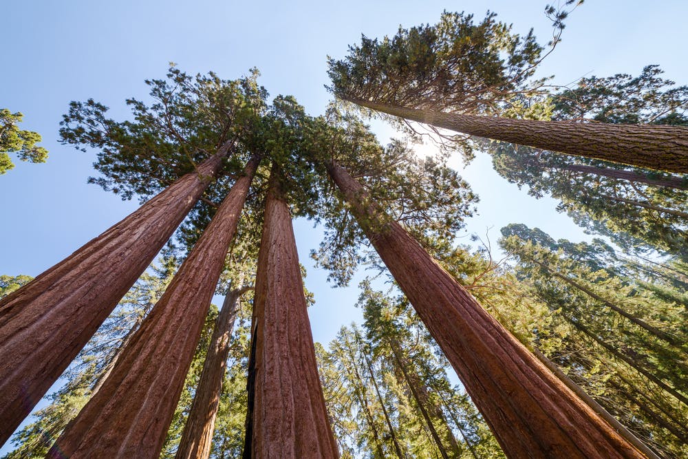 giant sequioa trees