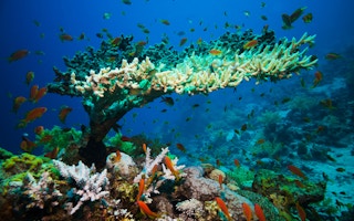 coral underwater riches