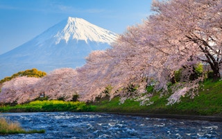 cherry blossoms jp
